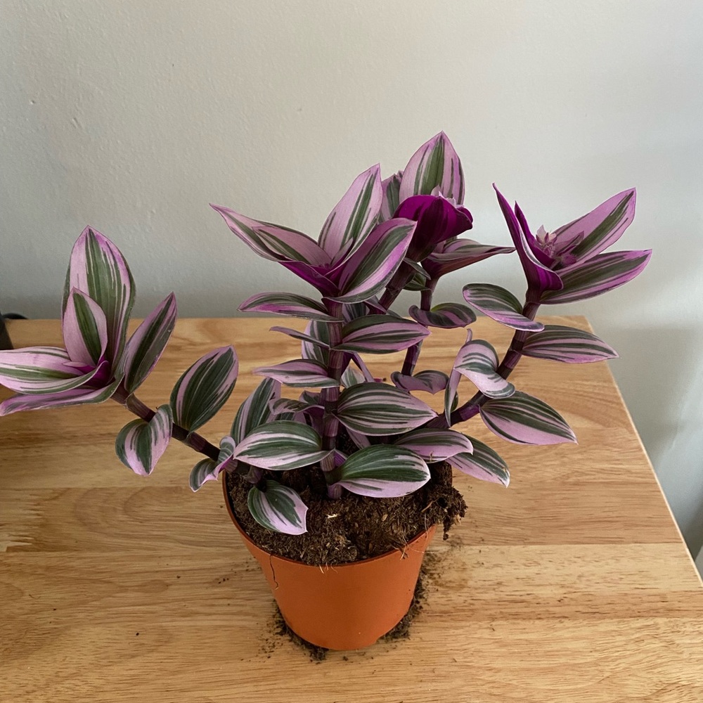 Wandering Jew “Nanouk” live house plant
